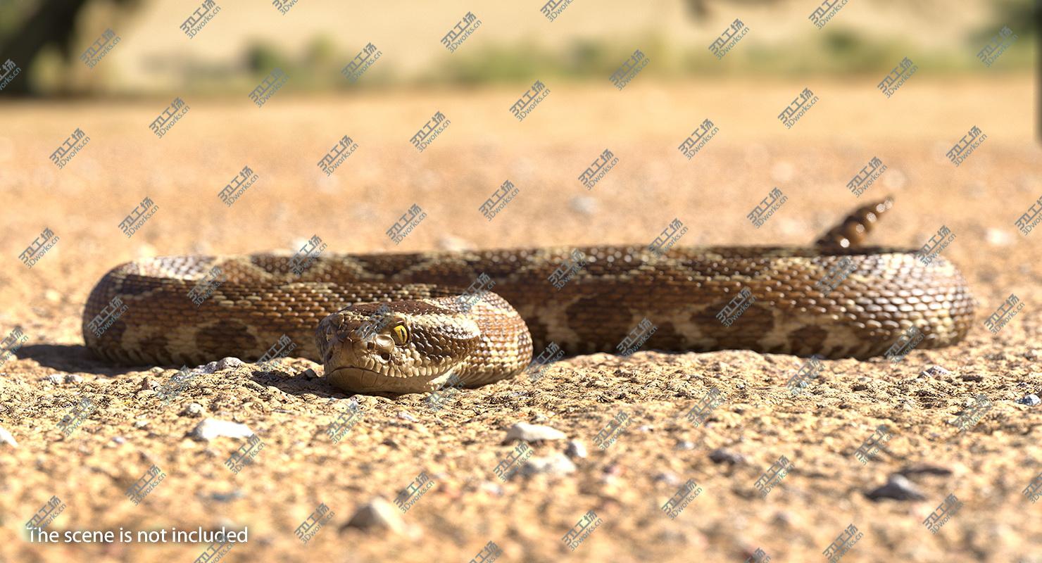 images/goods_img/202105072/Light Rattlesnake Crawling Pose 3D model/5.jpg
